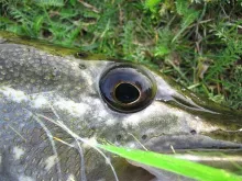 User submitted picture: eye of esox