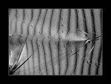 User submitted picture: ...Baltic sea sand...