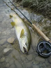 User submitted picture: typical brown trout of Fr...