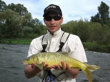 User submitted picture: A classic Yellow Fish in ...