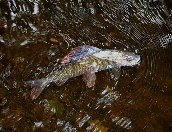 User submitted picture: Grayling on pink Czech ny...