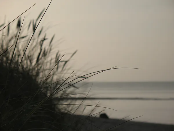 User submitted picture: Grass on the beach