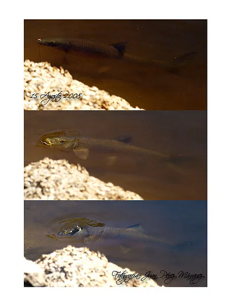 User submitted picture: Taking the fly