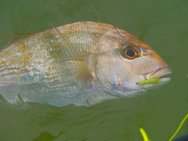 User submitted picture: Red snapper. Caught Febru...