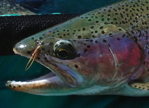 User submitted picture: Trucha head