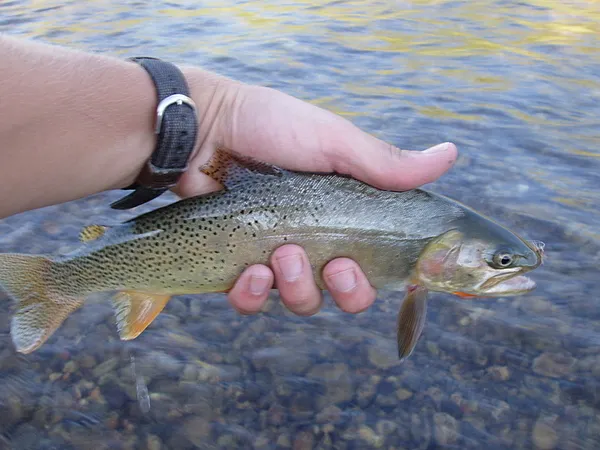 User submitted picture: Fine spot cutt