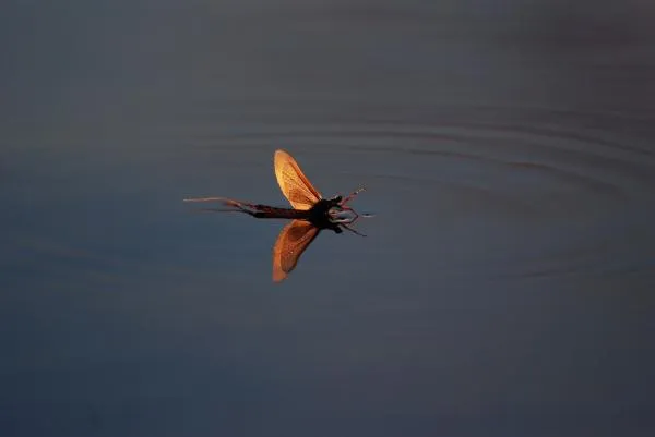 User submitted picture: mayfly 