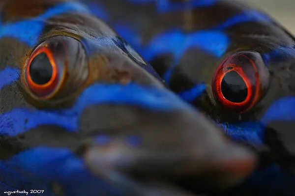 User submitted picture:  red eyes