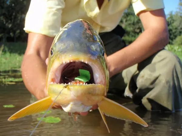 User submitted picture: This Golden Dorado took a...