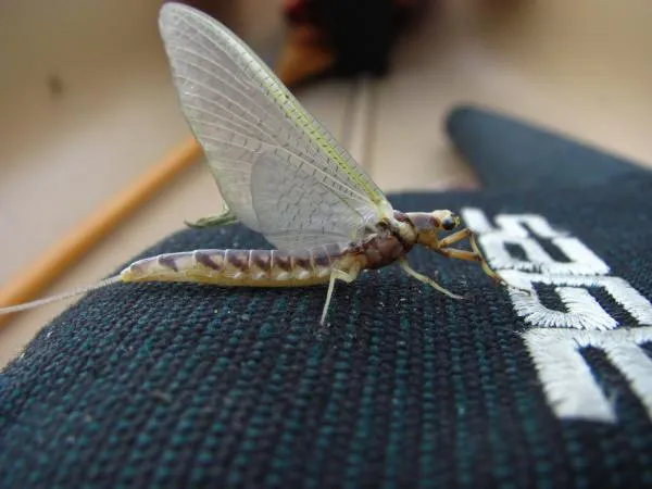 User submitted picture: Adirondack Hex