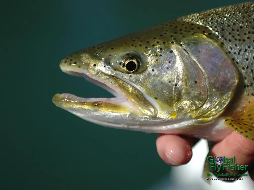 Computer screen wallpaper: A sea run cutthroat